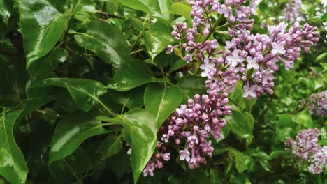 Close-up-of-lilac-bushes-in-the-wild