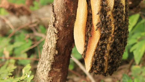 estructura de panal en capas de una colmena de apis mellifera carnica silvestre o abejas melíferas europeas con espécimen yendo y viniendo en un entorno natural