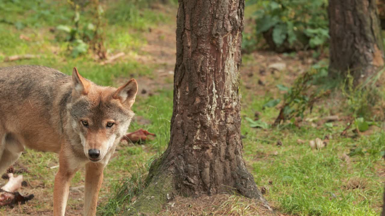 A European wolf moves slowly through a sunlit forest clearing, sniffing the ground and glancing around. Natural daylight, steady camera, medium shot