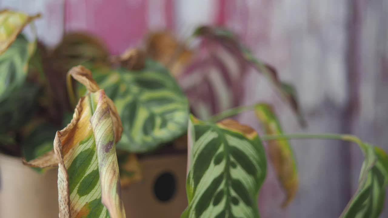 Calathea morente
