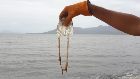 Person-on-a-beach-holding-up-a-box-jellyfish-with-the-ocean-and-an-island-in-the-background