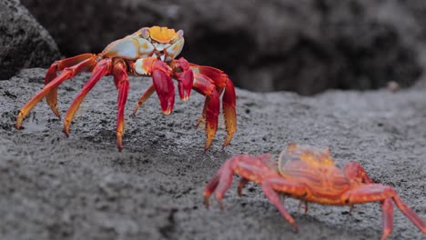 Cangrejos-De-Las-Islas-Galápagos-Comunicándose-Haciendo-Burbujas