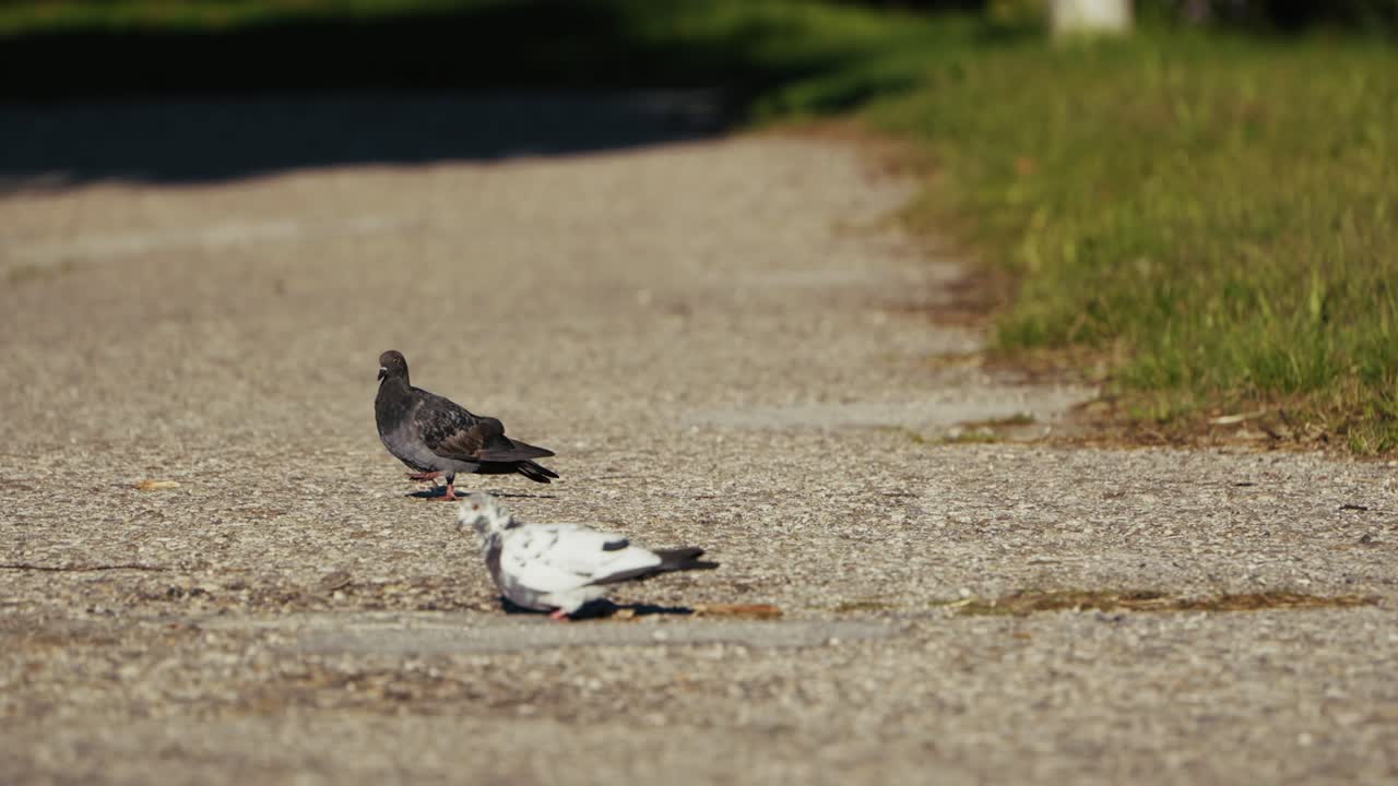 Two pigeons walk and peck along a gravel path under warm sunlight, with soft shadows and blurred grass in the background creating a calm urban nature scene