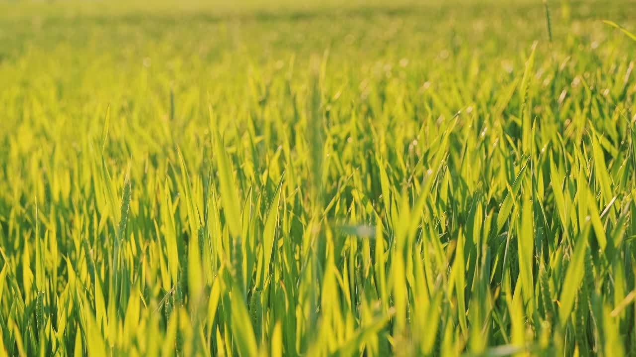 One wheat ear moves gently in wind, camera shifts focus to warm sunset field