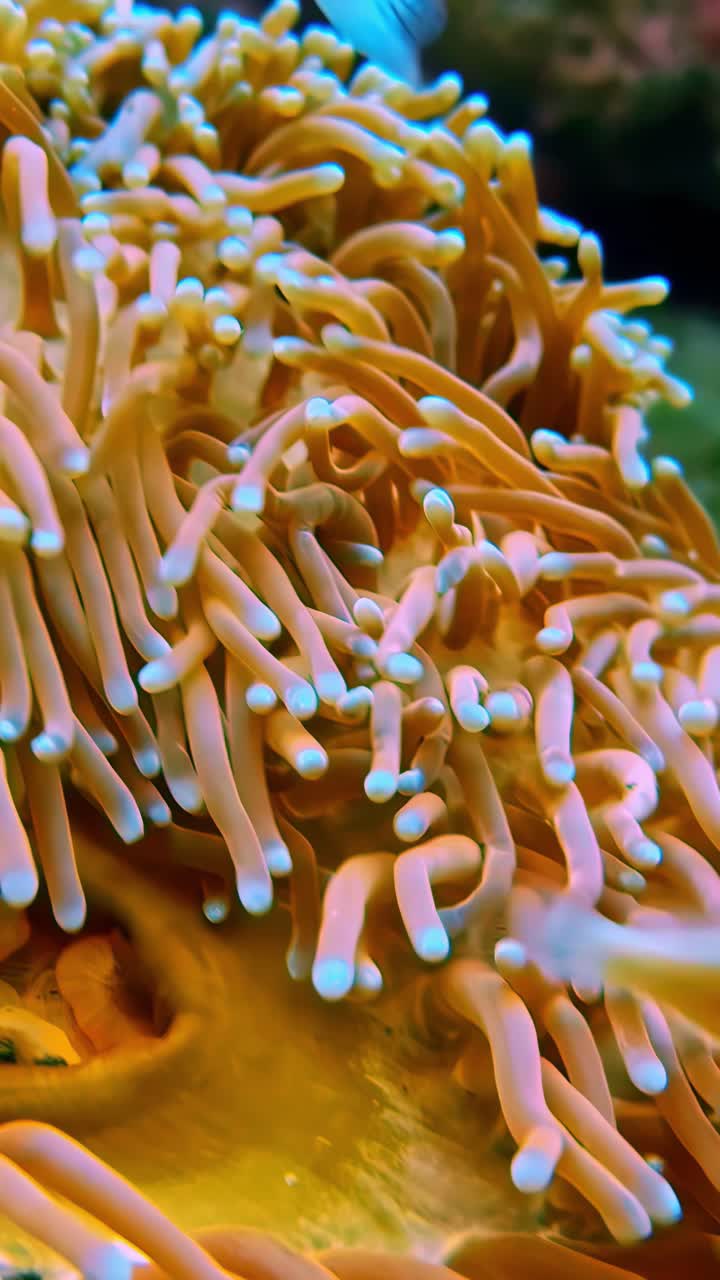 Anemone di mare arancione con pesci a strisce che nuotano attraverso la barriera corallina, primo piano subacqueo lento.