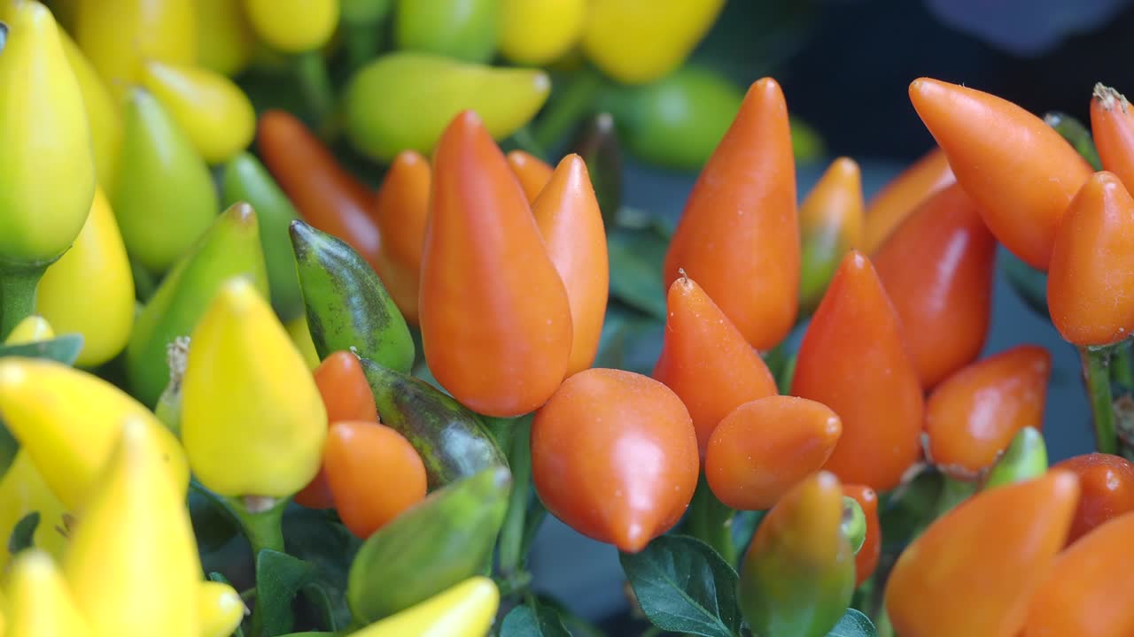 pimientos de colores