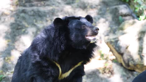 bear observed in natural habitat at zoo