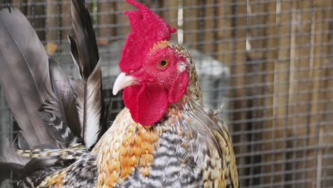 close-up of a colorful chicken