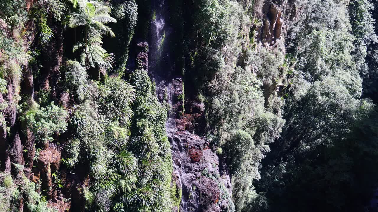 vista aérea de un exuberante y denso bosque tropical