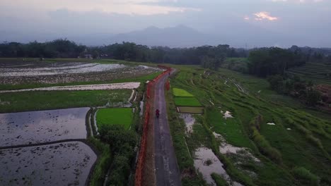 Vista-De-Drones-Siguiendo-La-Motocicleta-En-La-Carretera-En-Medio-Del-Campo-De-Arroz-Por-La-Tarde