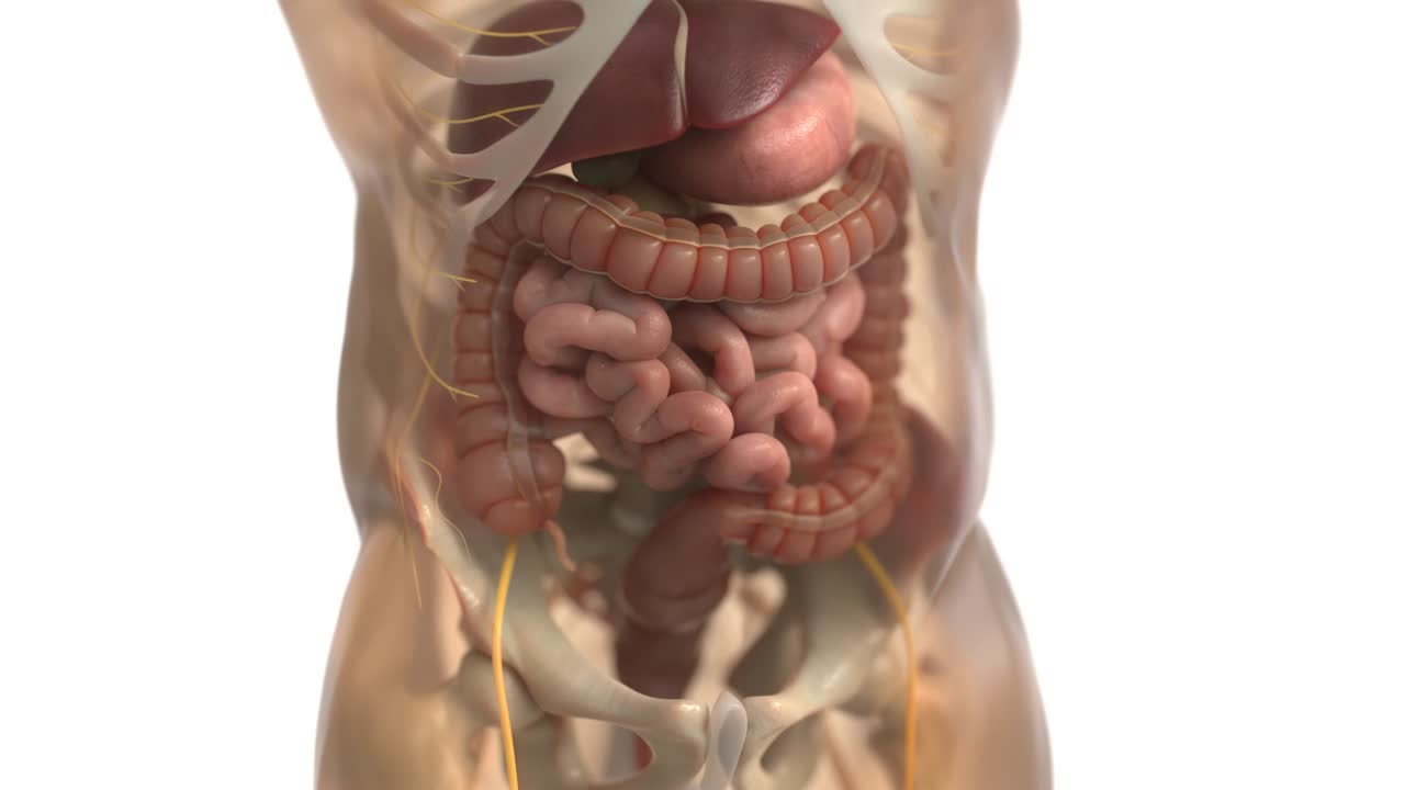 Human digestive system animations | Animated Large intestine | irritable bowel syndrome