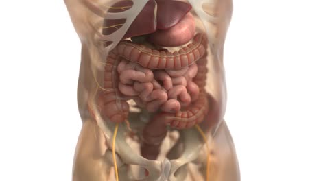human digestive system animations | animated large intestine | irritable bowel syndrome
