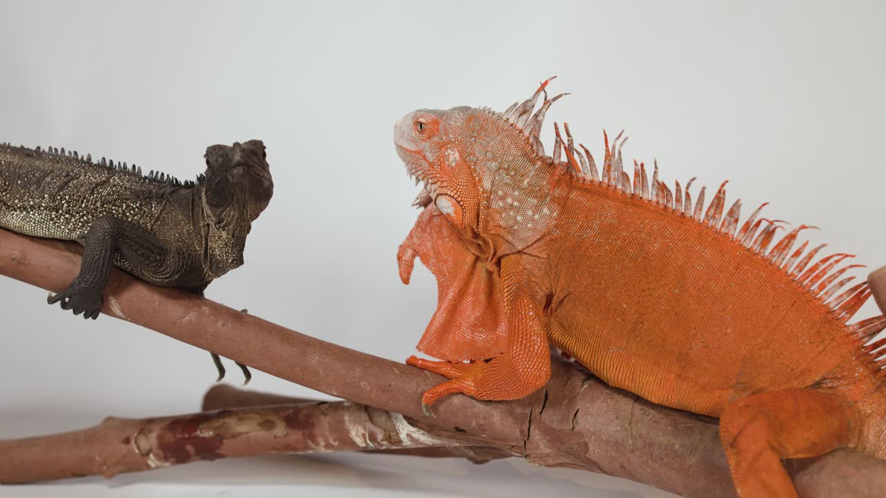 Dos iguanas reposan sobre una rama con un fondo blanco en un estudio.