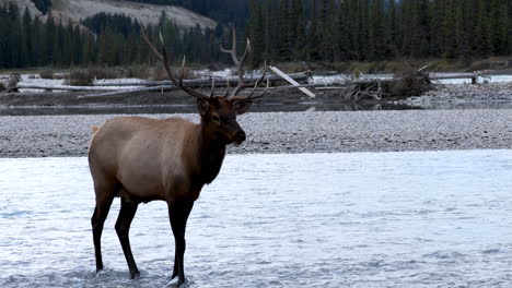 Large-beautiful-Elk-standing-alone-in-river-looking-at-its-surroundings