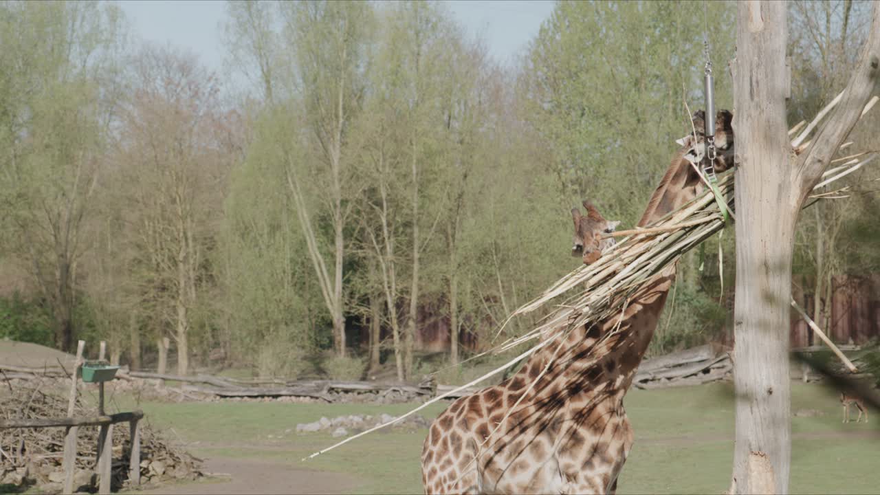 Giraffe, die aktiv Äste von einer Futterstelle in einem Zoogehege zieht, mit natürlicher Umgebung und Tageslicht in einer Wildtierszene im Freien.