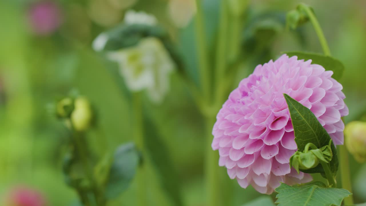 Camera slowly pans across vibrant pink dahlia flower with lush green blurred background