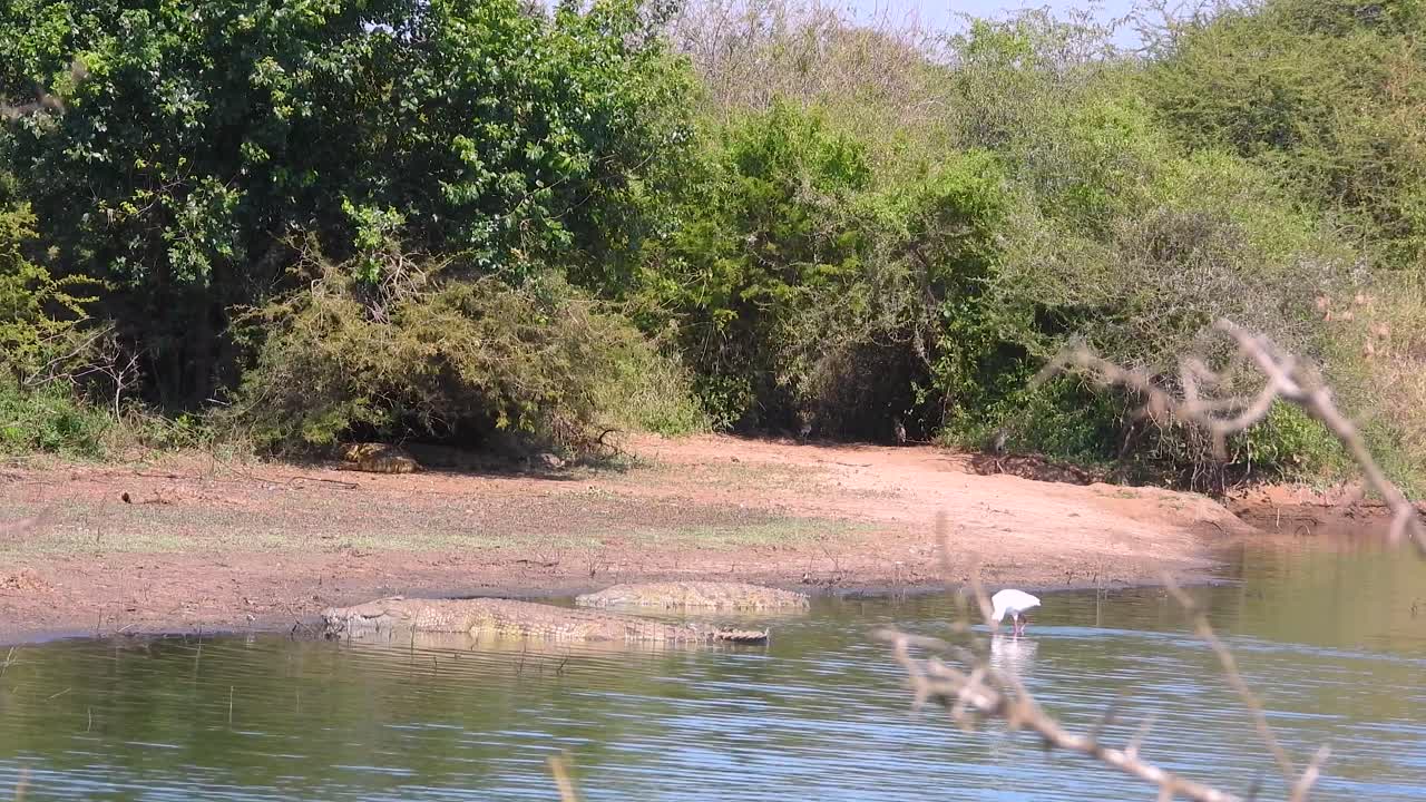 Two Crocodiles laying in a river at Kruger National Park during the day in Limpopo and Mpumalanga in northeastern South Africa, wide shot