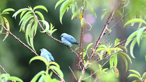 Blaugraues-Tanager-Paar-Thront-Im-Busch