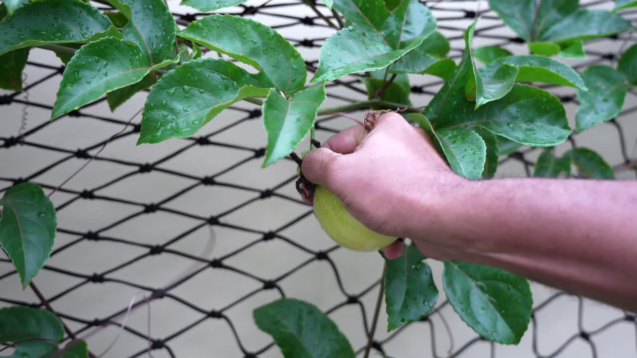 hombre rompiendo una fruta de la pasión en la vid en casa, agricultura local, mahe seychelles