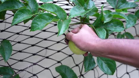 Man-breaking-a-passion-fruit-on-the-vine-at-home,-local-farming,-Mahe-Seychelles