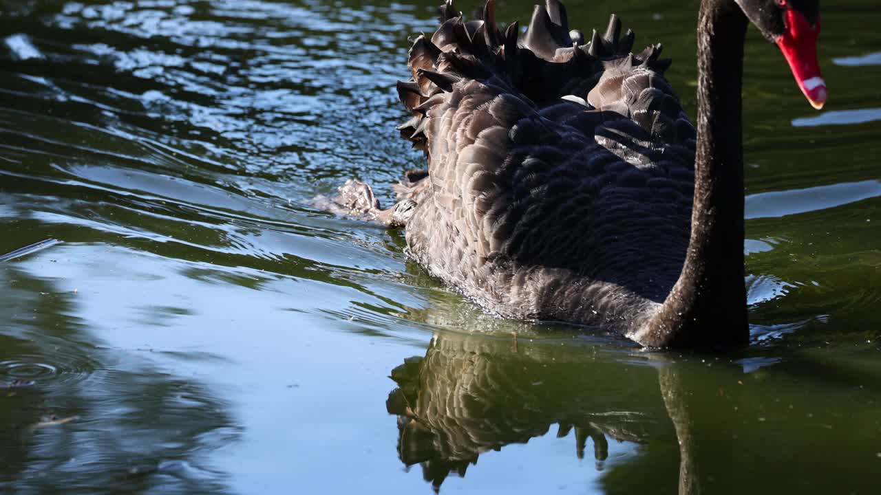 물 을 가로질러 미끄러지는 검은 백조