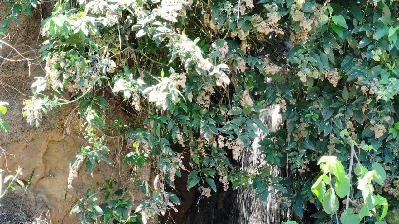 Cascata nascosta parzialmente coperta da vegetazione lussureggiante in una foresta naturale.