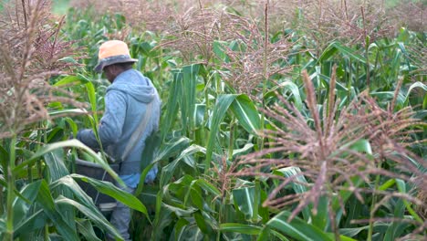 Cambio-De-Enfoque-De-Tallo-De-Maíz-A-Granjero-Recogiendo-Maíz-En-El-Campo-A-Mano