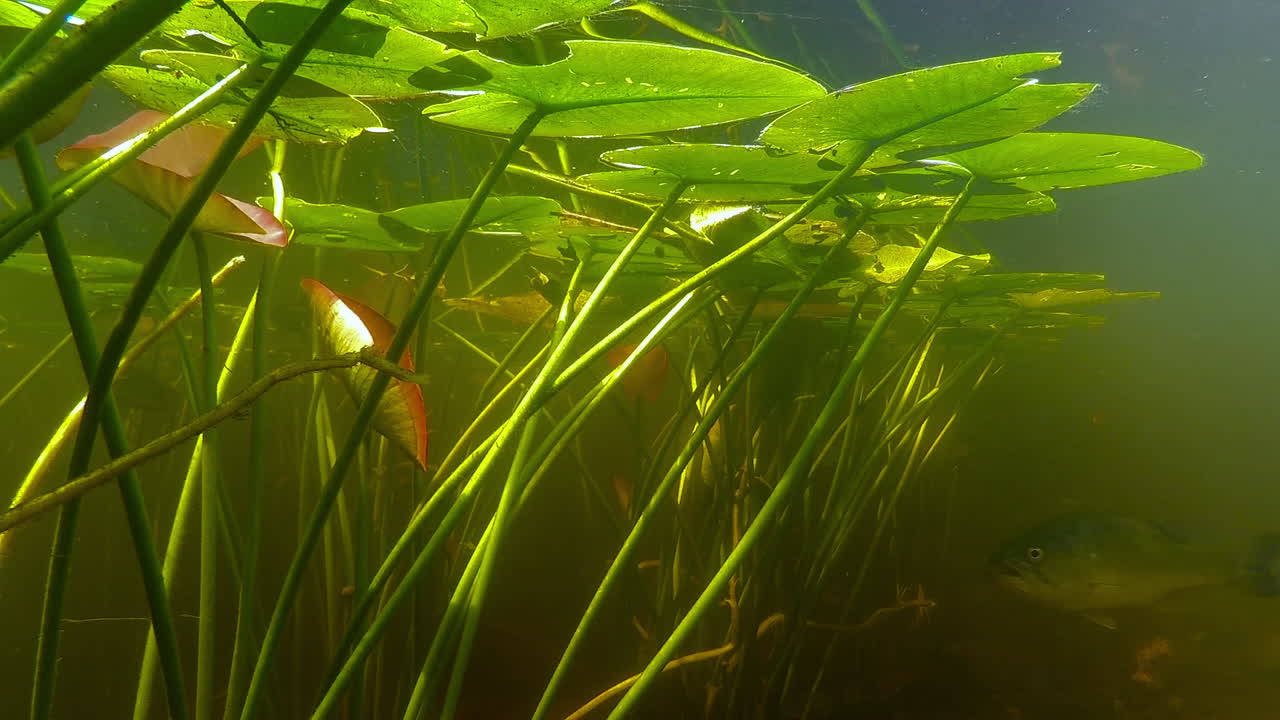 подводный снимок флоридского гар и большеротого окуня в болоте или озере