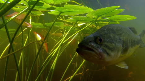 Underwater-shot-of-a-Florida-gar-and-big-mouth-bass-in-a-swamp-or-lake