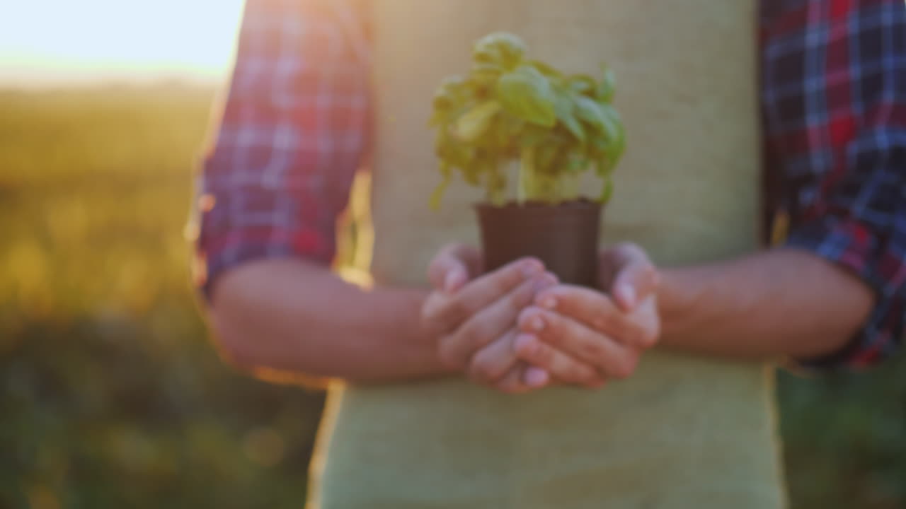 un agricultor sostiene una maceta de una planta de albahaca en sus manos concepto de especias frescas