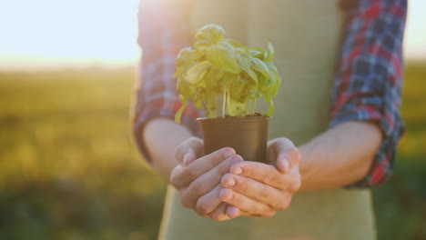 un agricultor sostiene una maceta de una planta de albahaca en sus manos concepto de especias frescas