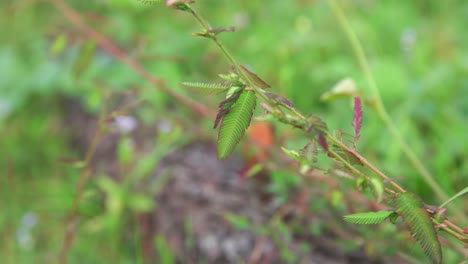 close-up of shy princess grass during the day