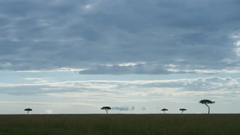 amazing african landscape in maasai mara national reserve, stormy sky with clouds rolling in, acacia trees on horizon silhouetted outline, kenya, atmospheric africa safari scenery