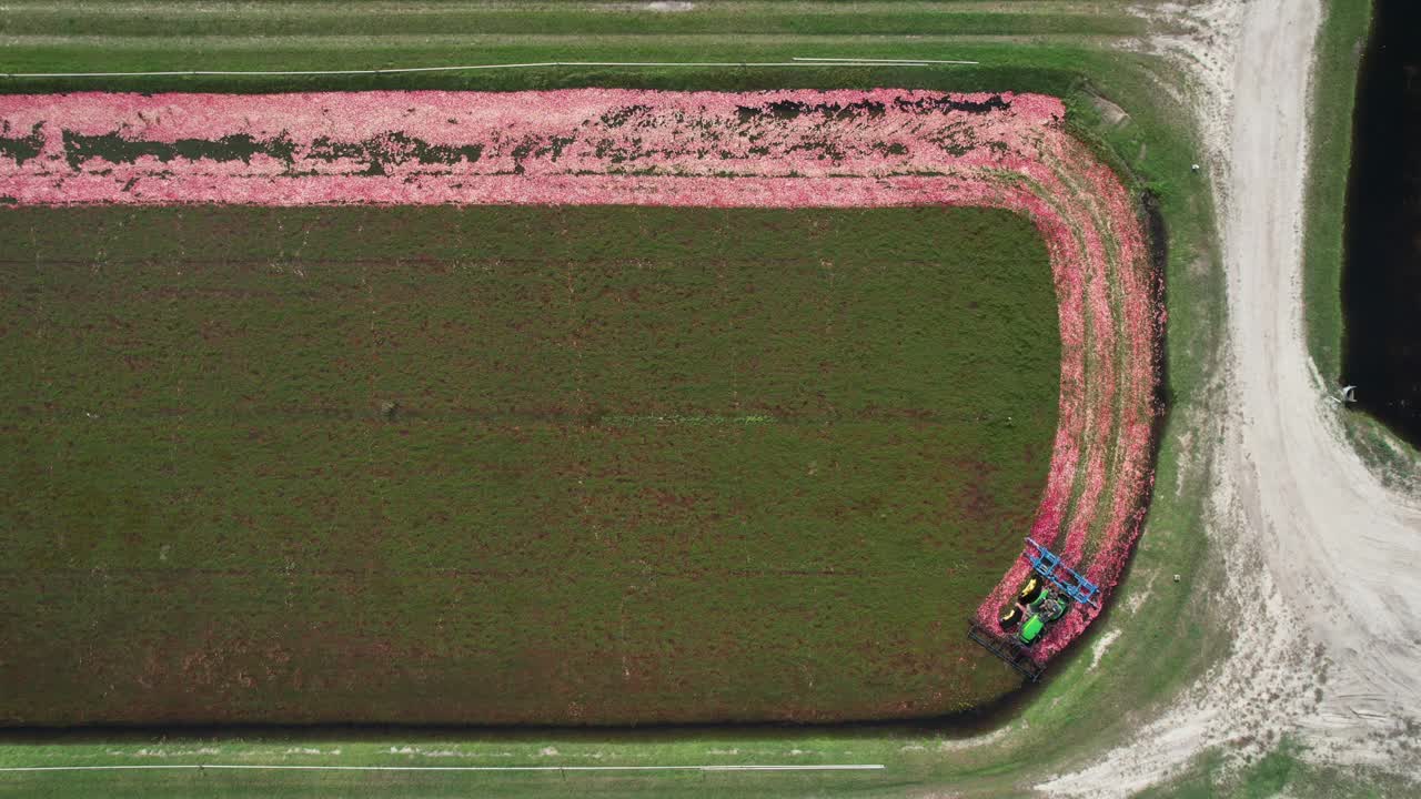 A harrow tractor slowly works its way through a cranberry bog gently knocking cranberries off their vine allowing their buoyancy to float them to the water's surface