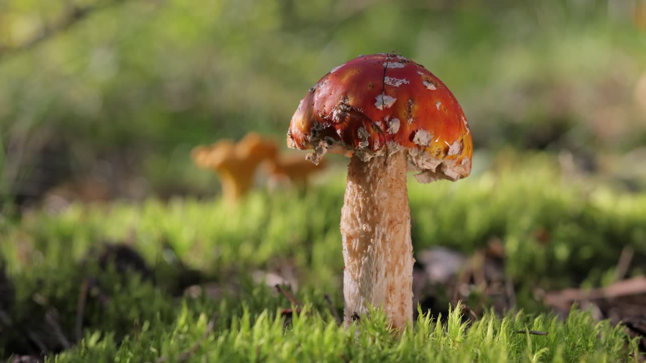 Red Mushroom in Forest Moss