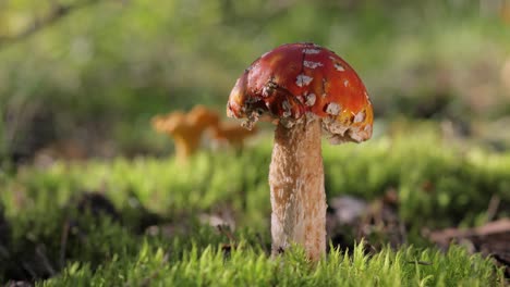 setas rojas en el musgo forestal