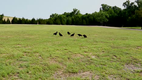 static video of several black vultures in a field