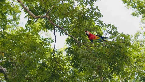 scarlet macaw perched in leaves on the tree top of peruvian rain forest , wide shot parrot in canopy