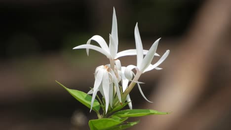 hermosa flor blanca.