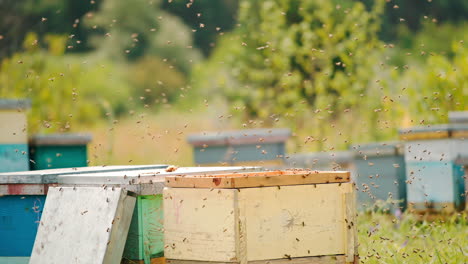 numerous bees swarming around opened bee hives. angry insects flying in the air annoyed by man's intrusion. bee farm at blurred nature backdrop.