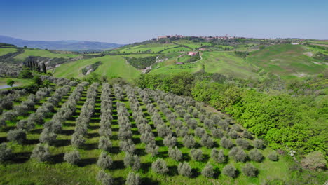 forward aerial of olive tree plantation and green landscape in italy