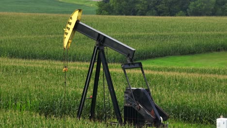 oil well in middle of cornfield in tassel during summer