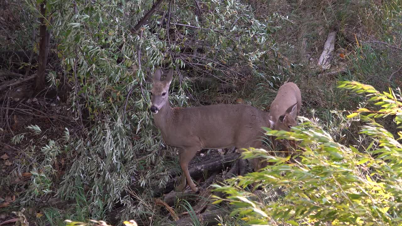 Cute Yearling Whitetail Nuzzles Mother Doe in the Woods on a Windy Day