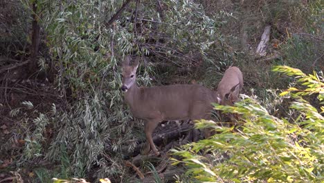 cute yearling whitetail nuzzles mother doe in the woods on a windy day