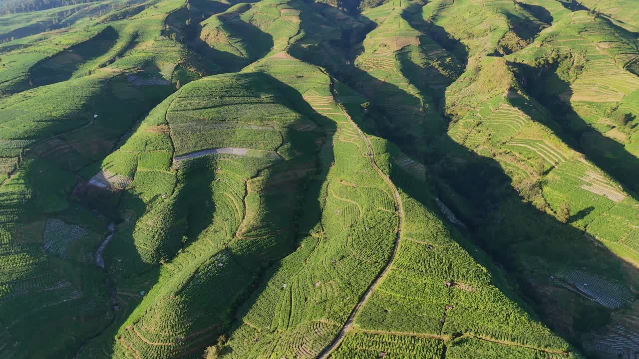 Breathtaking bird's-eye view of mountainous terrain with stepped agricultural fields. Aerial drone view the slope of Sumbing, Mountain, Indonesia