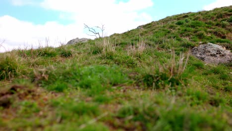 colina con una planta de pasqueflower en crecimiento - toma de ángulo alto