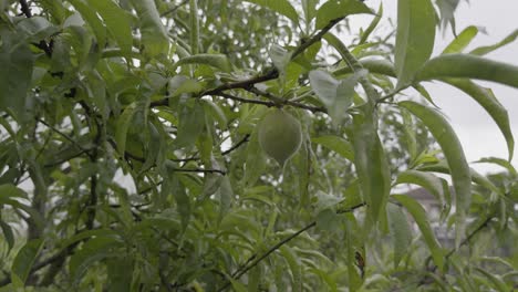 Green Peach Maturing On A Peach Tree Full Of Leaves On A Cloudy Windy Day