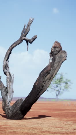 dead tree in the desert