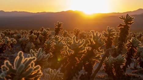 sunset over a field of cholla cactus