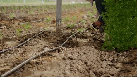 farmers tending to the delicate process of planting marigold flowers in greenhouse environments